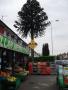 Monkey puzzle trees make good poster sites - a rare tree in Dunstable Road, Luton